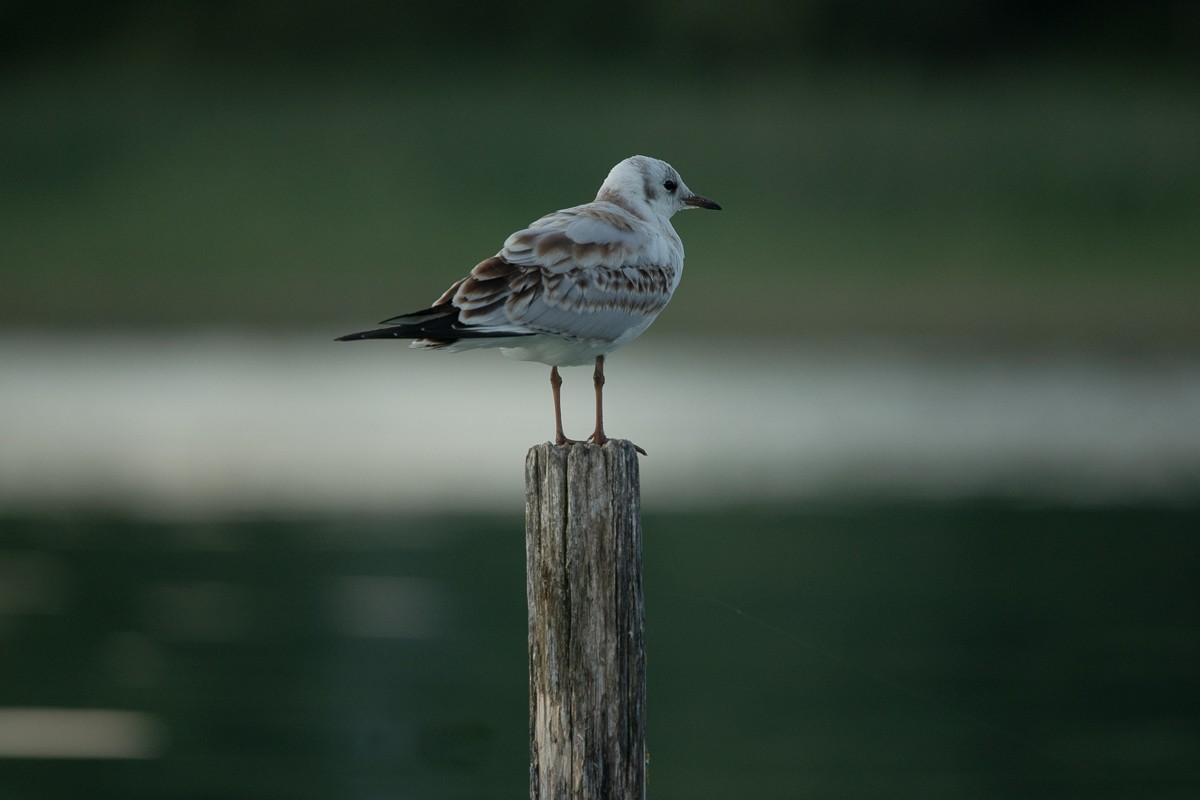 Black-headed Gull - ML252039691