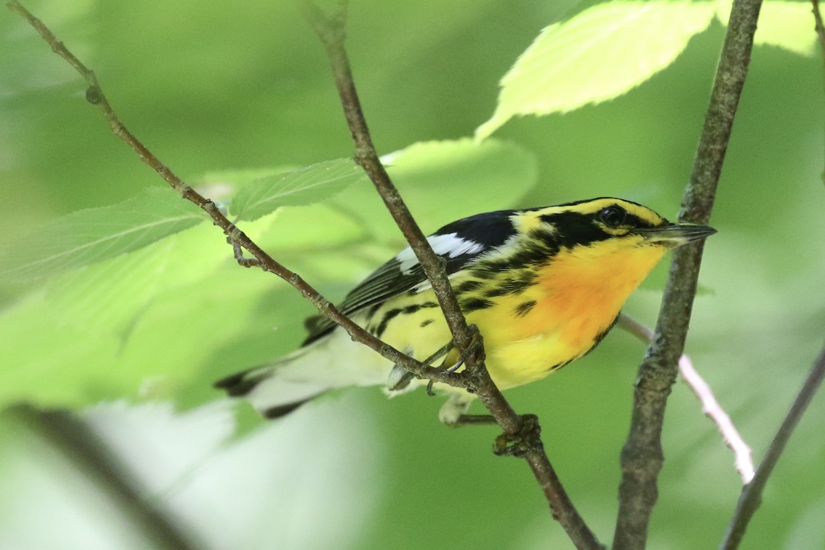 Blackburnian Warbler - Glen Chapman