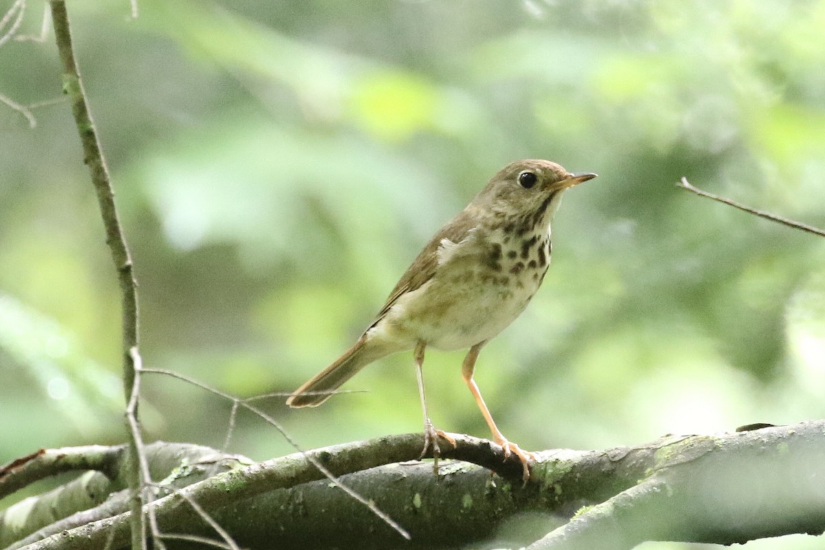 Hermit Thrush - ML252039931