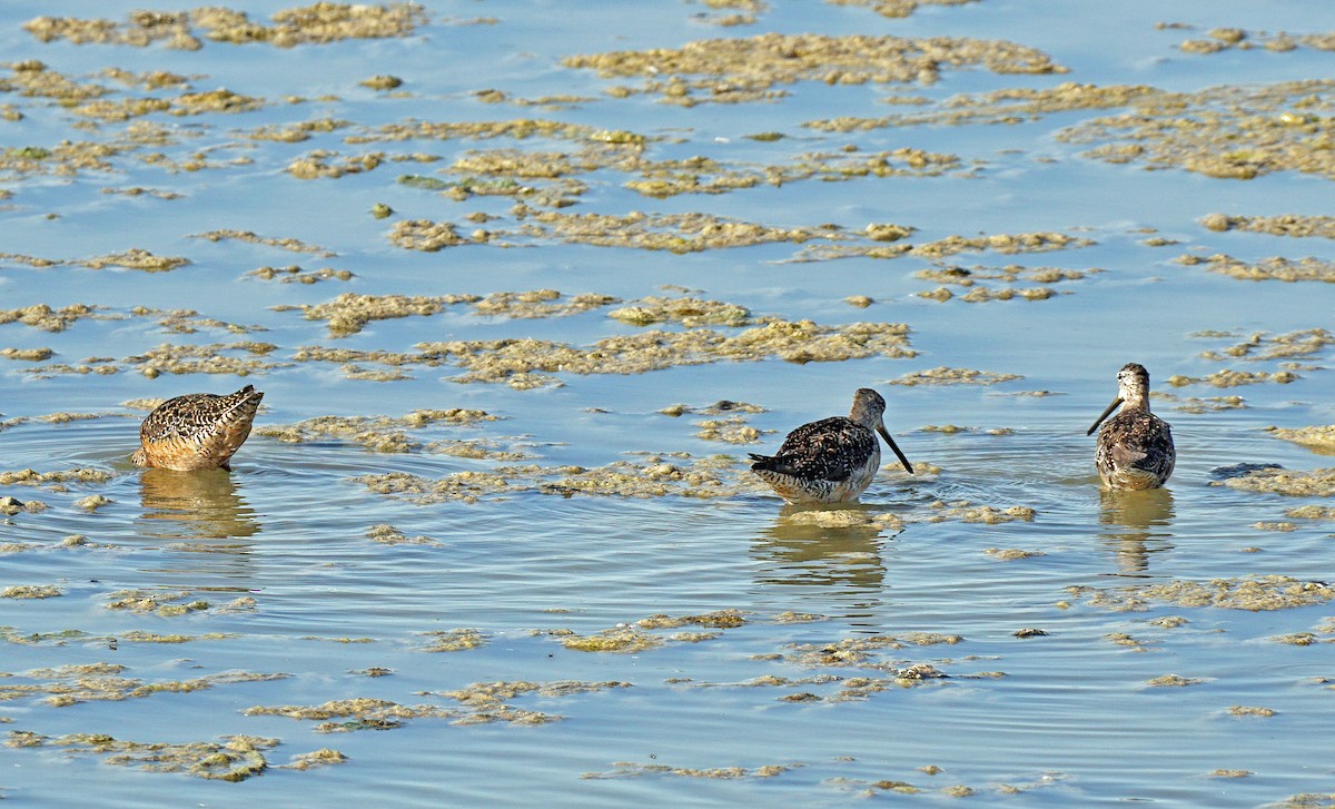 Long-billed Dowitcher - bo nelson