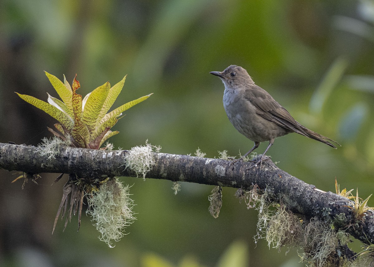 Mountain Thrush - Guillermo  Saborío Vega