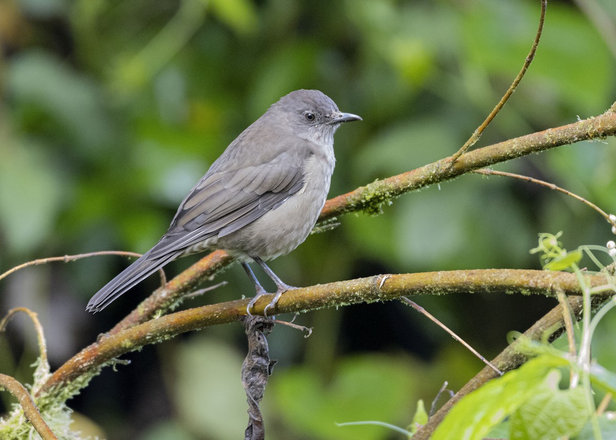 Mountain Thrush - Guillermo  Saborío Vega