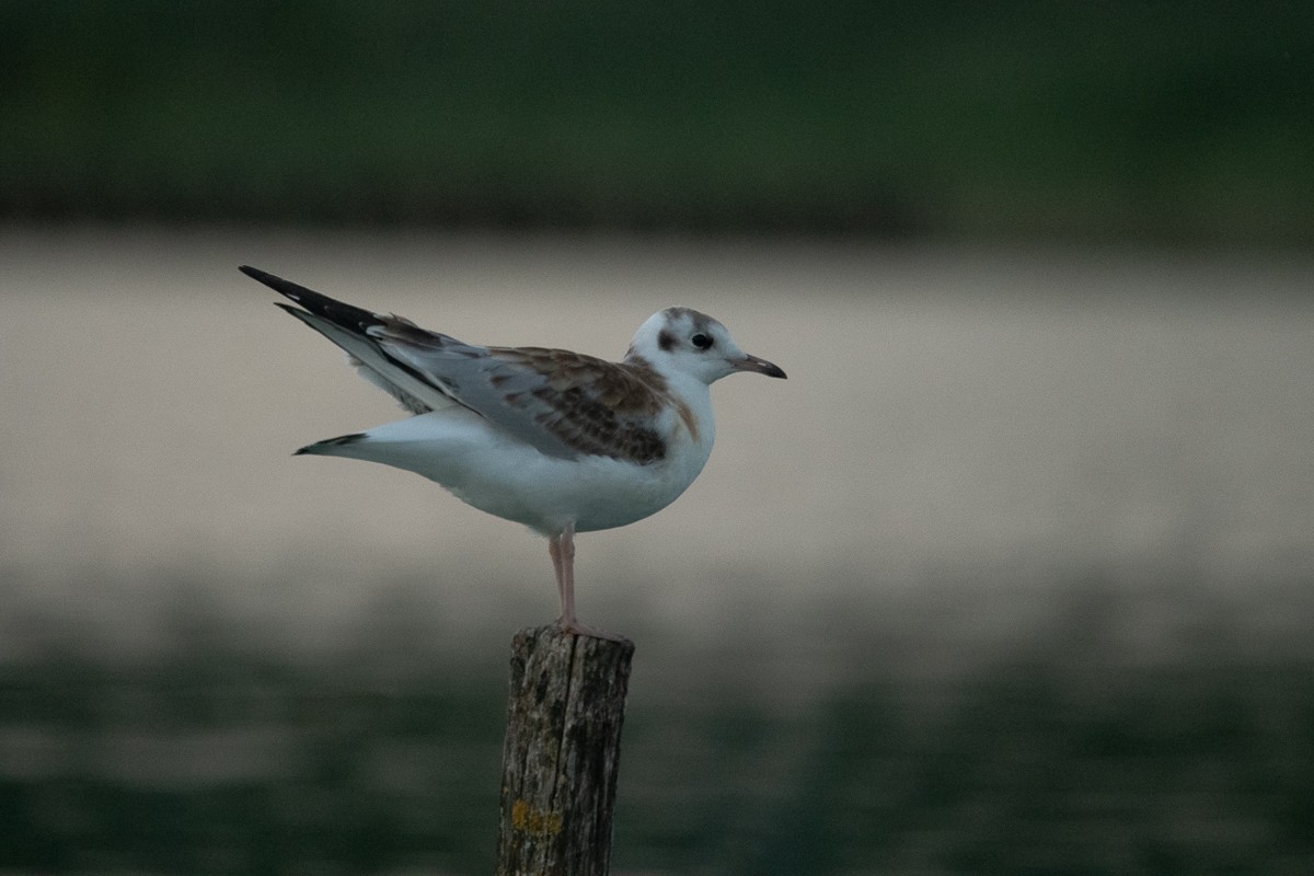 Black-headed Gull - ML252043751