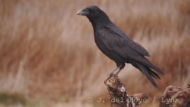 Common Raven - ML252043861