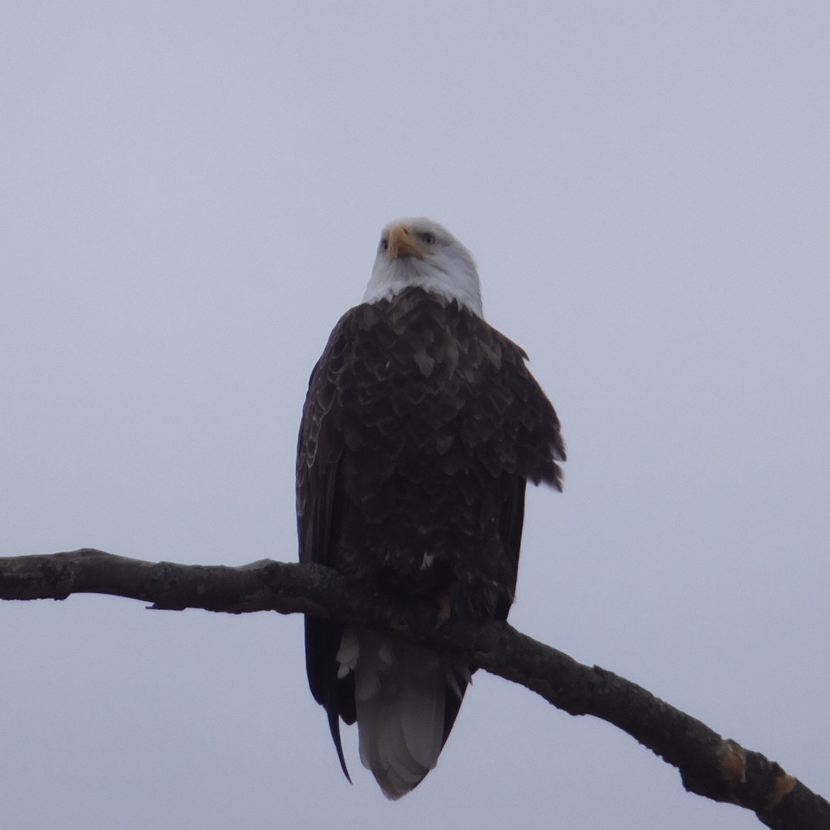 Bald Eagle - ML25204391