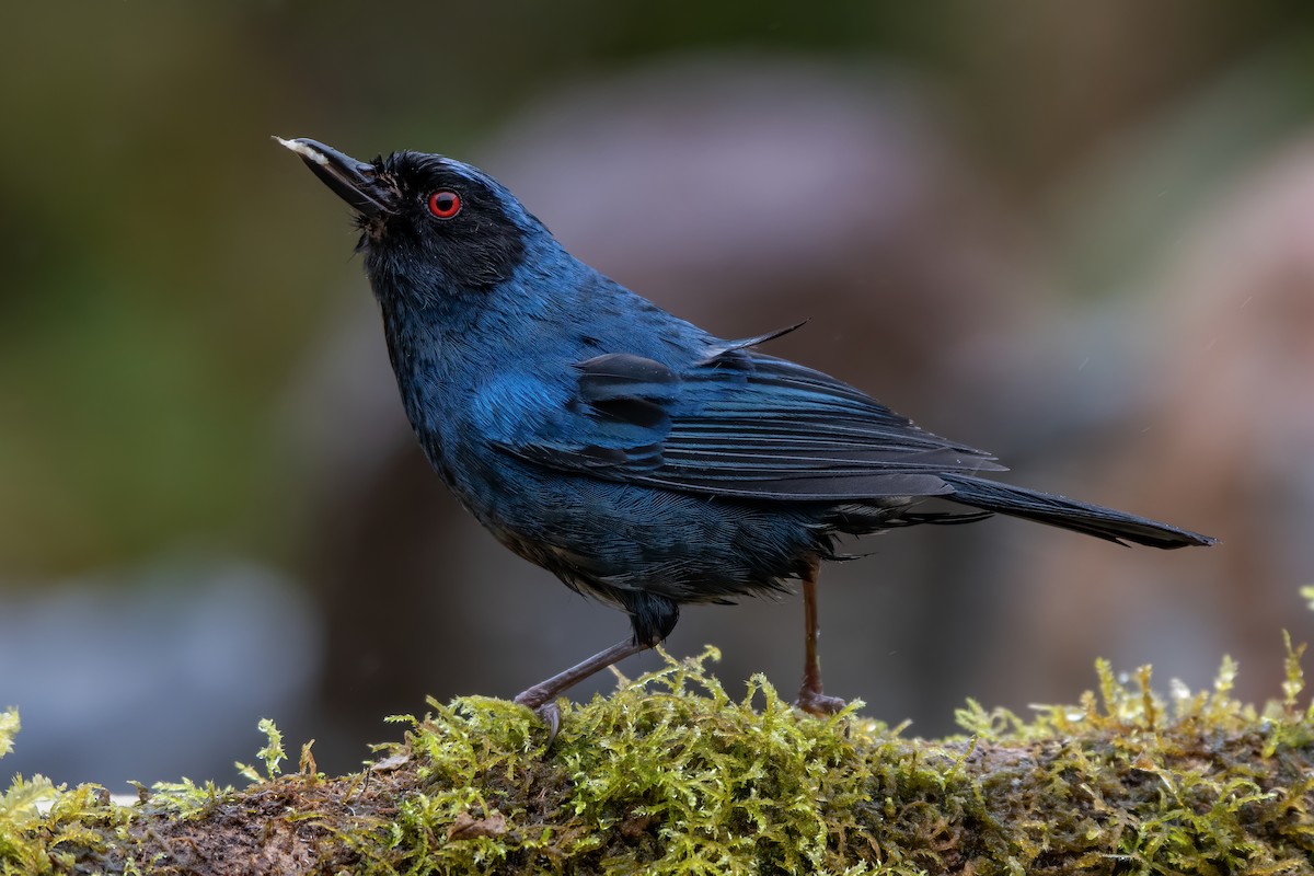 Masked Flowerpiercer - Jeff Maw
