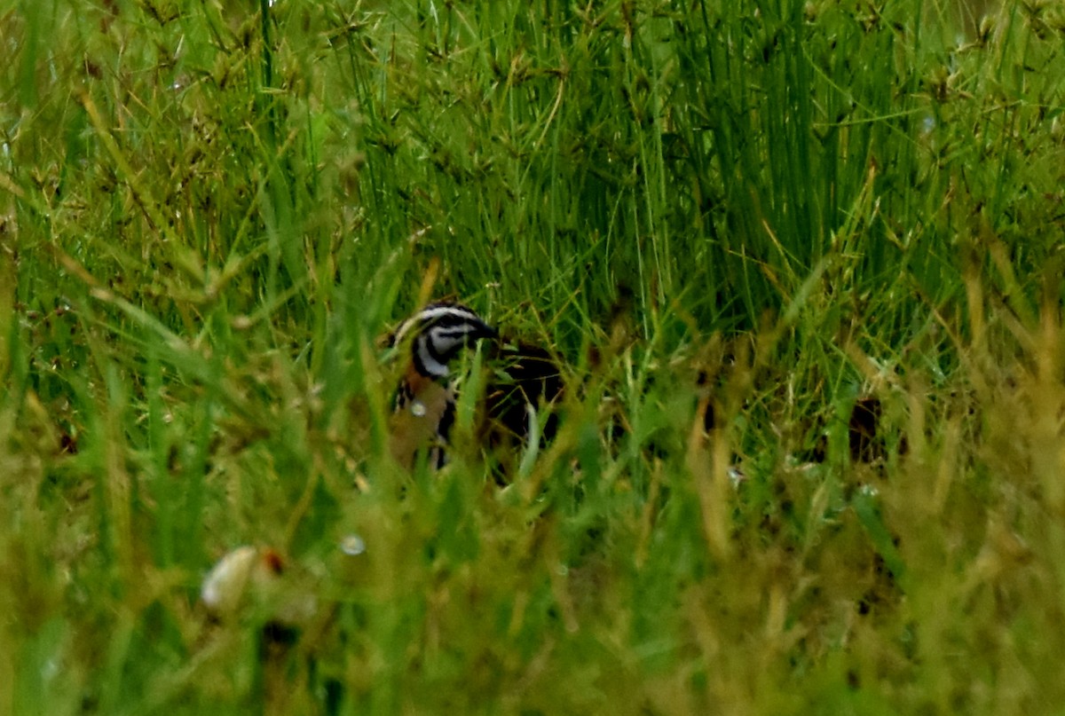 Rain Quail - ML252048251