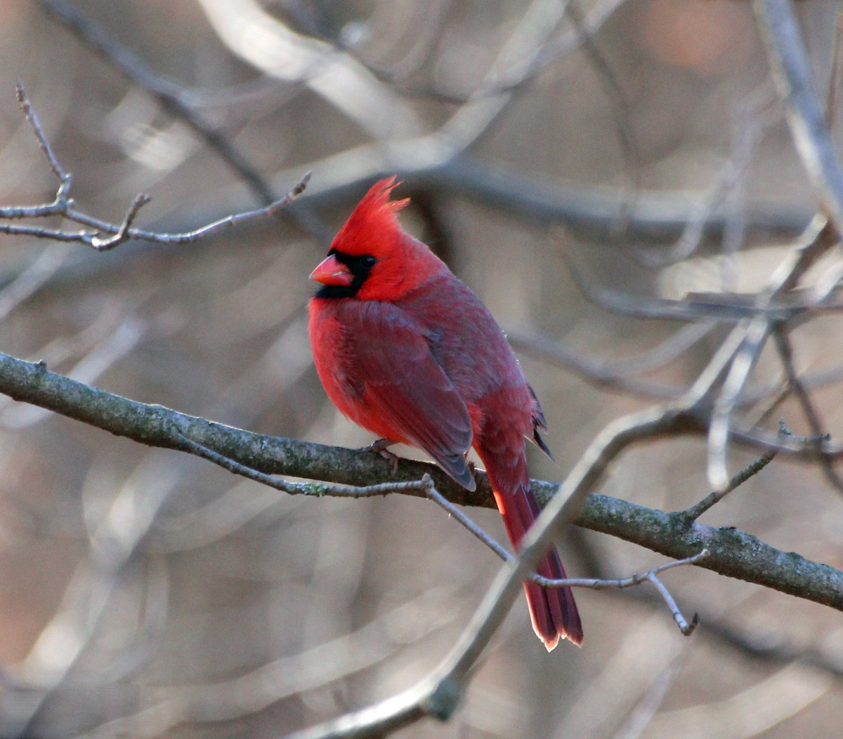 Northern Cardinal - ML252050431