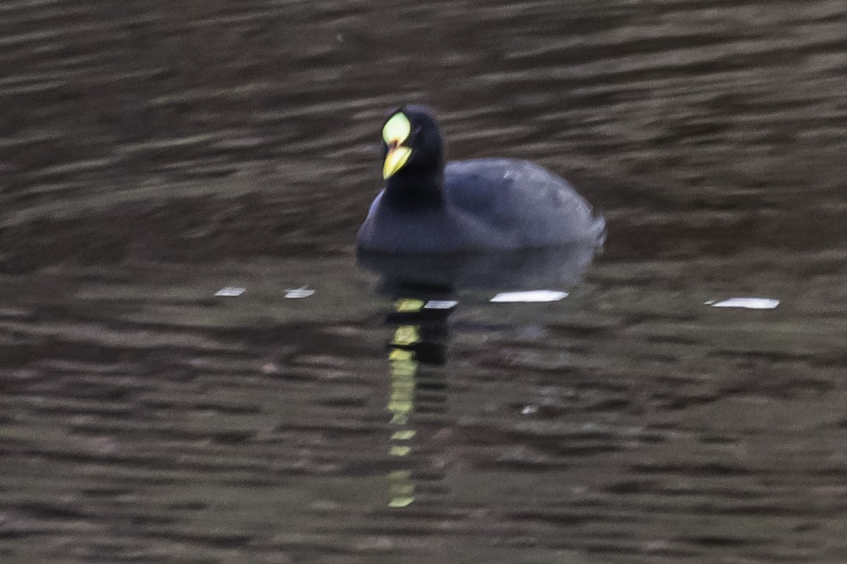 Red-gartered Coot - ML252051261