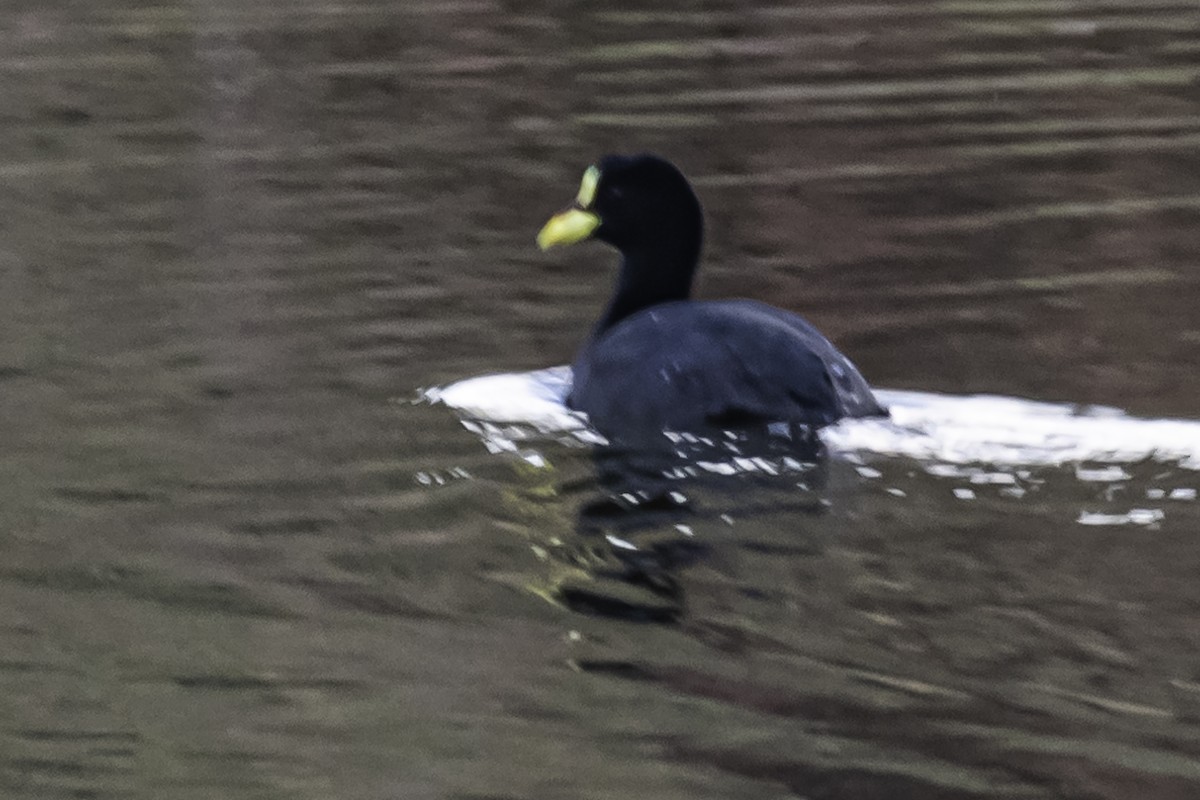 Red-gartered Coot - ML252051281