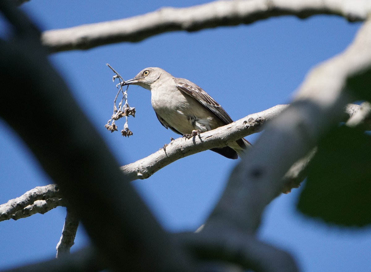 Northern Mockingbird - Bobby Bowman