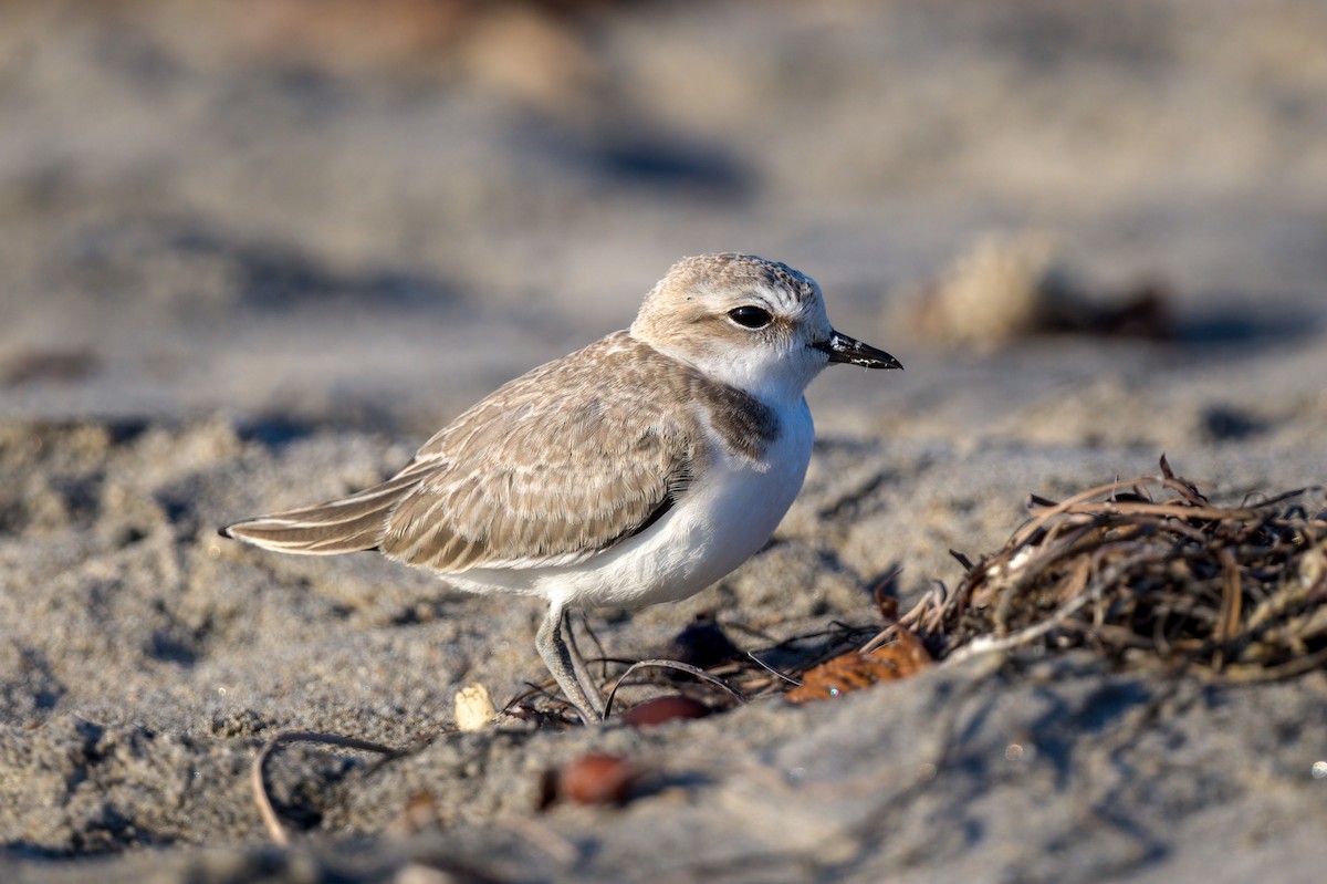 Snowy Plover - ML252057861