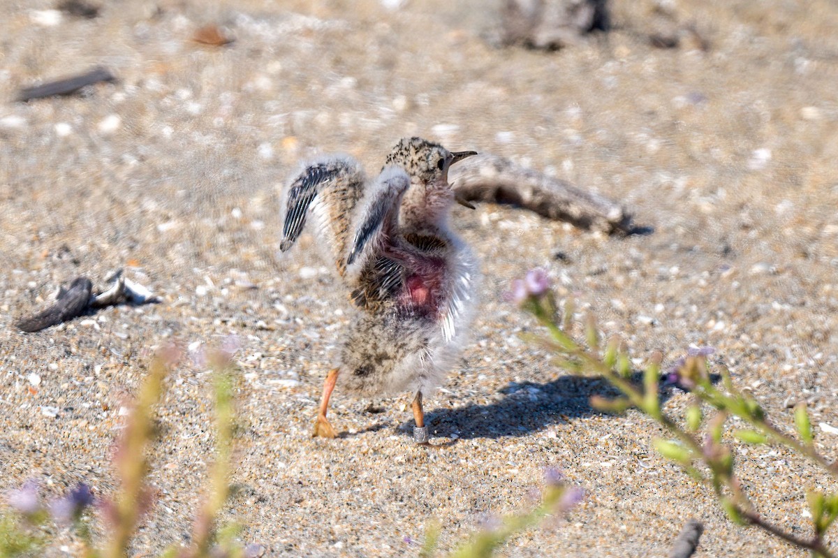 Least Tern - ML252057921