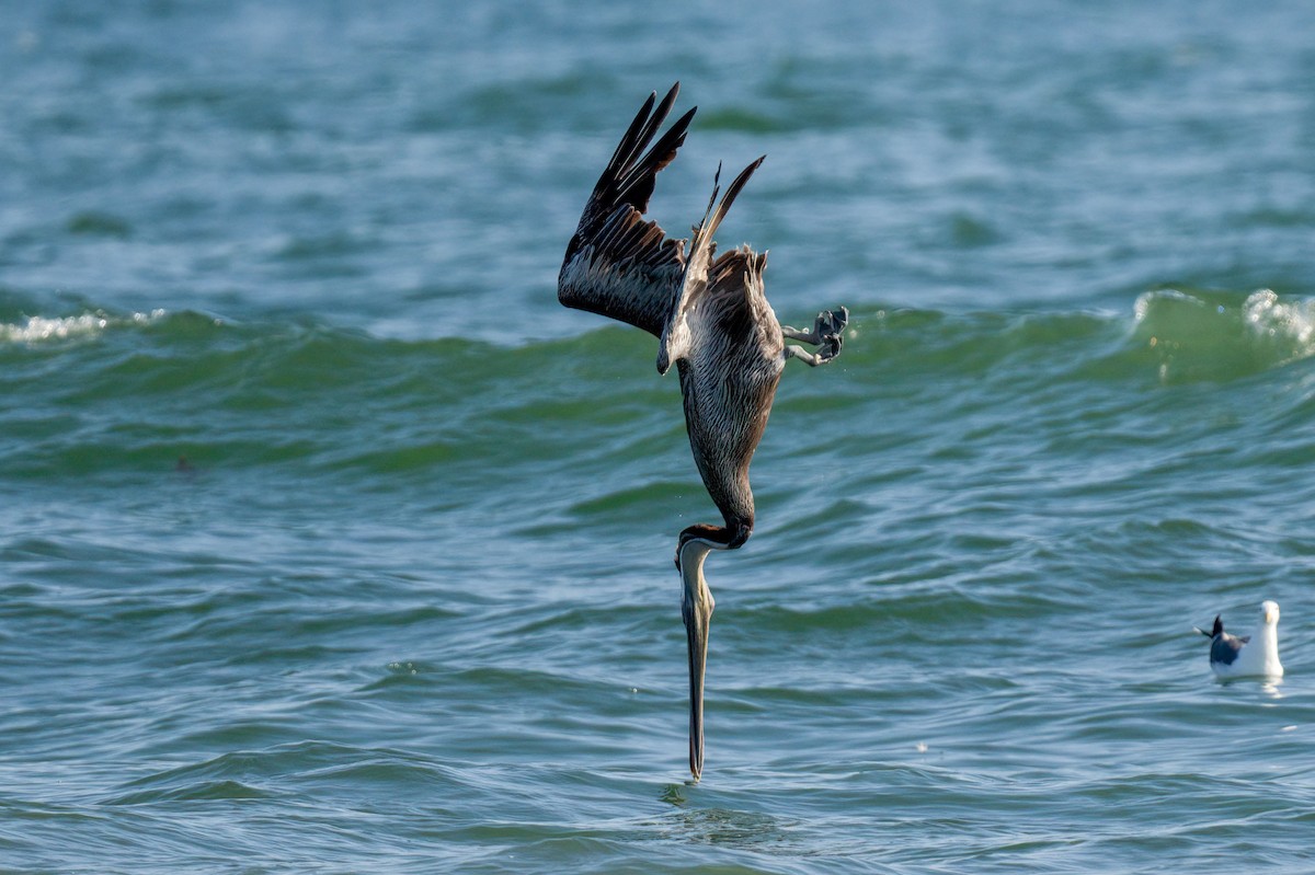 Brown Pelican (California) - Andrew Newmark