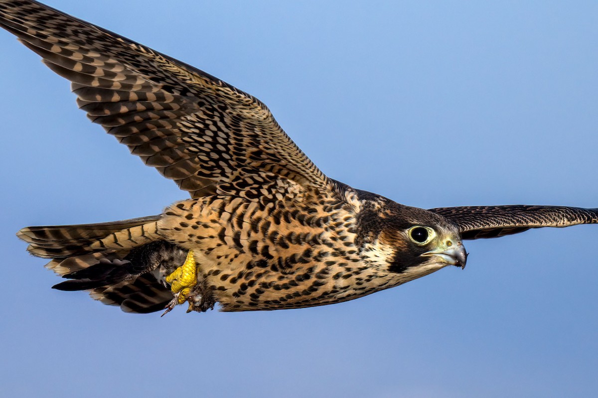 Peregrine Falcon - ML252058021