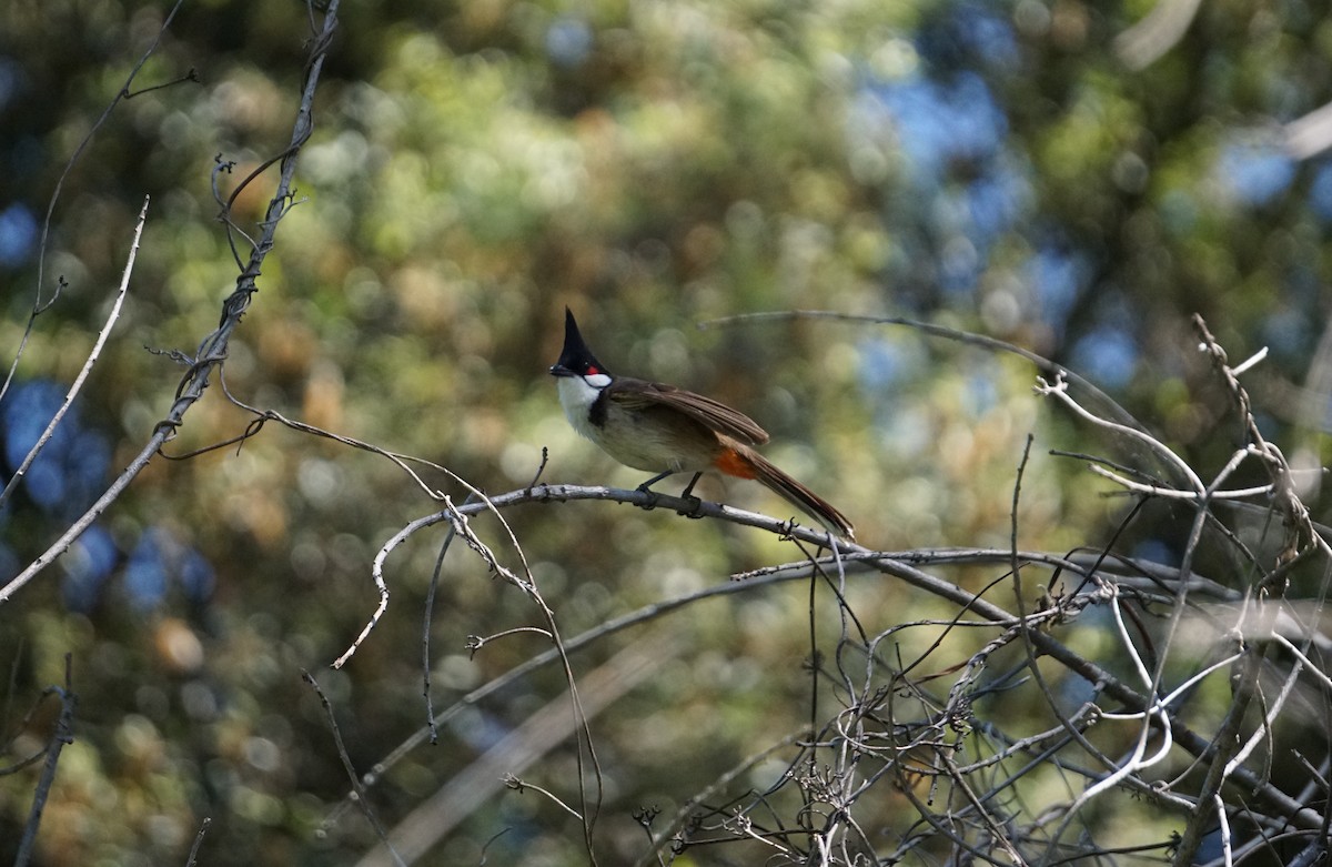 Red-whiskered Bulbul - ML252058351