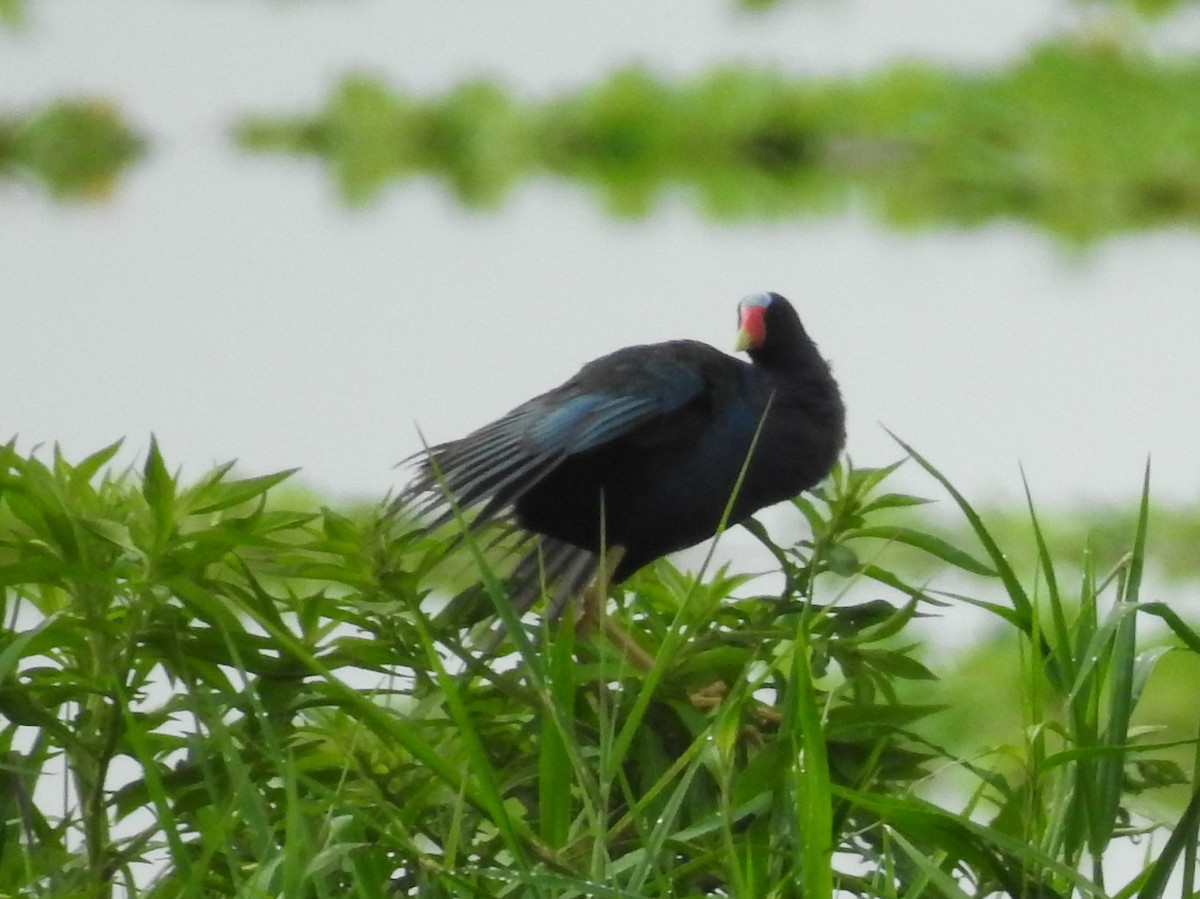 Purple Gallinule - ML252059561