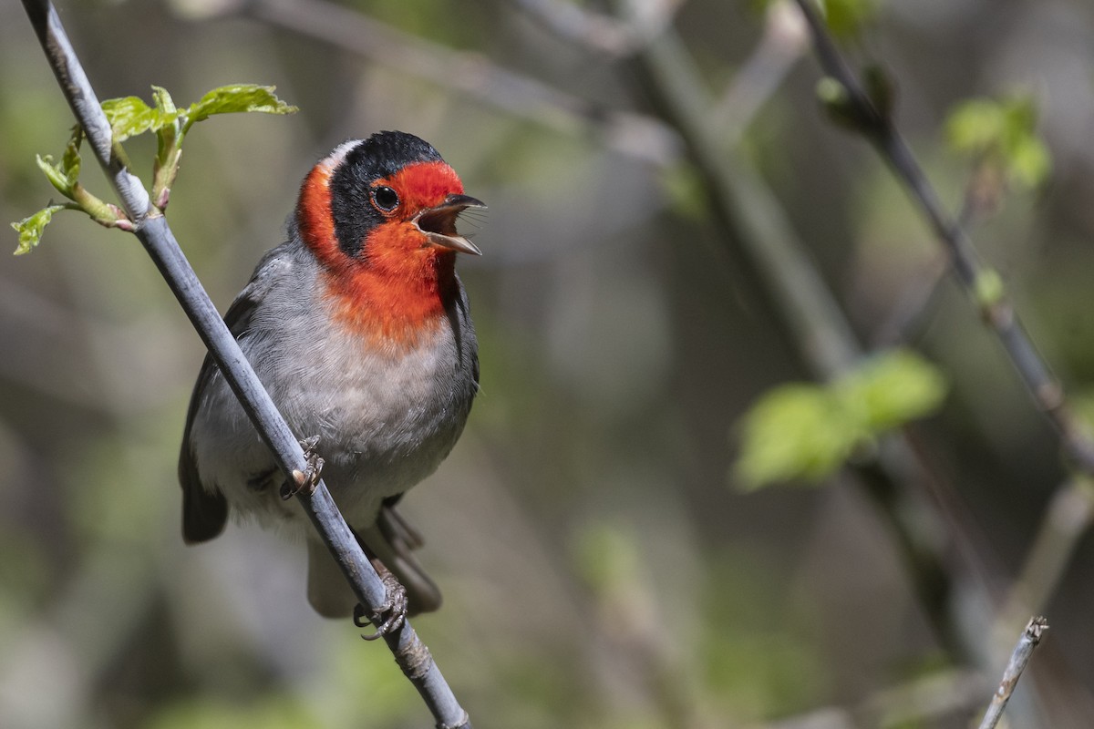Red-faced Warbler - ML252060141