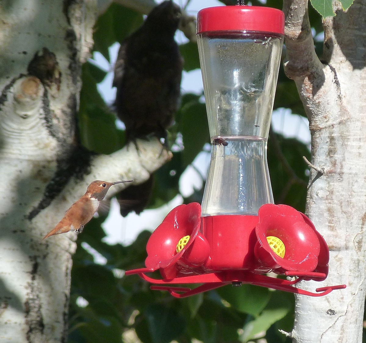 Rufous Hummingbird - Kenneth Stinchcomb