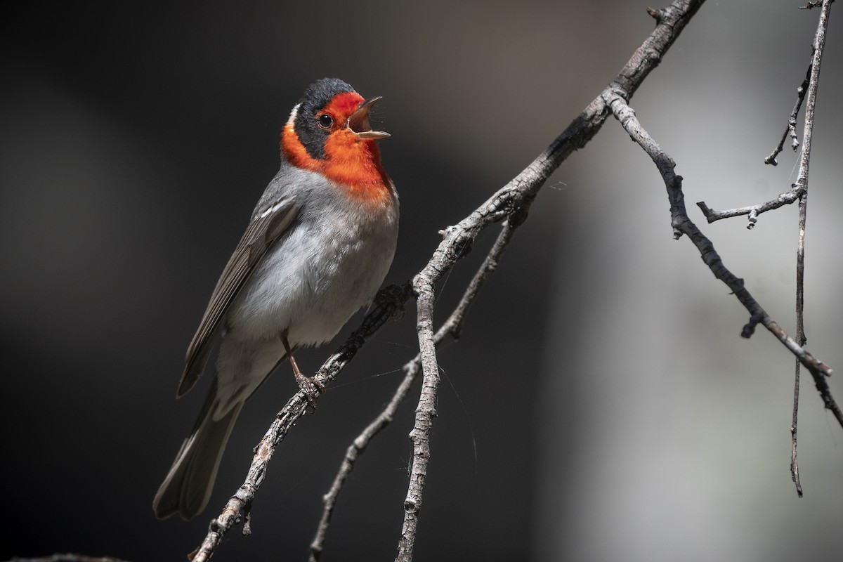Red-faced Warbler - ML252060671