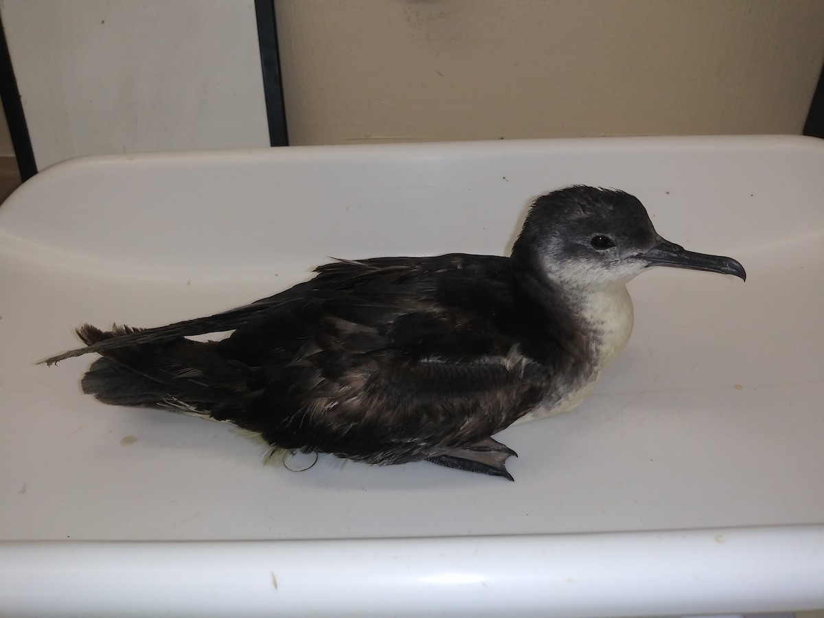 Manx Shearwater - ML252061751