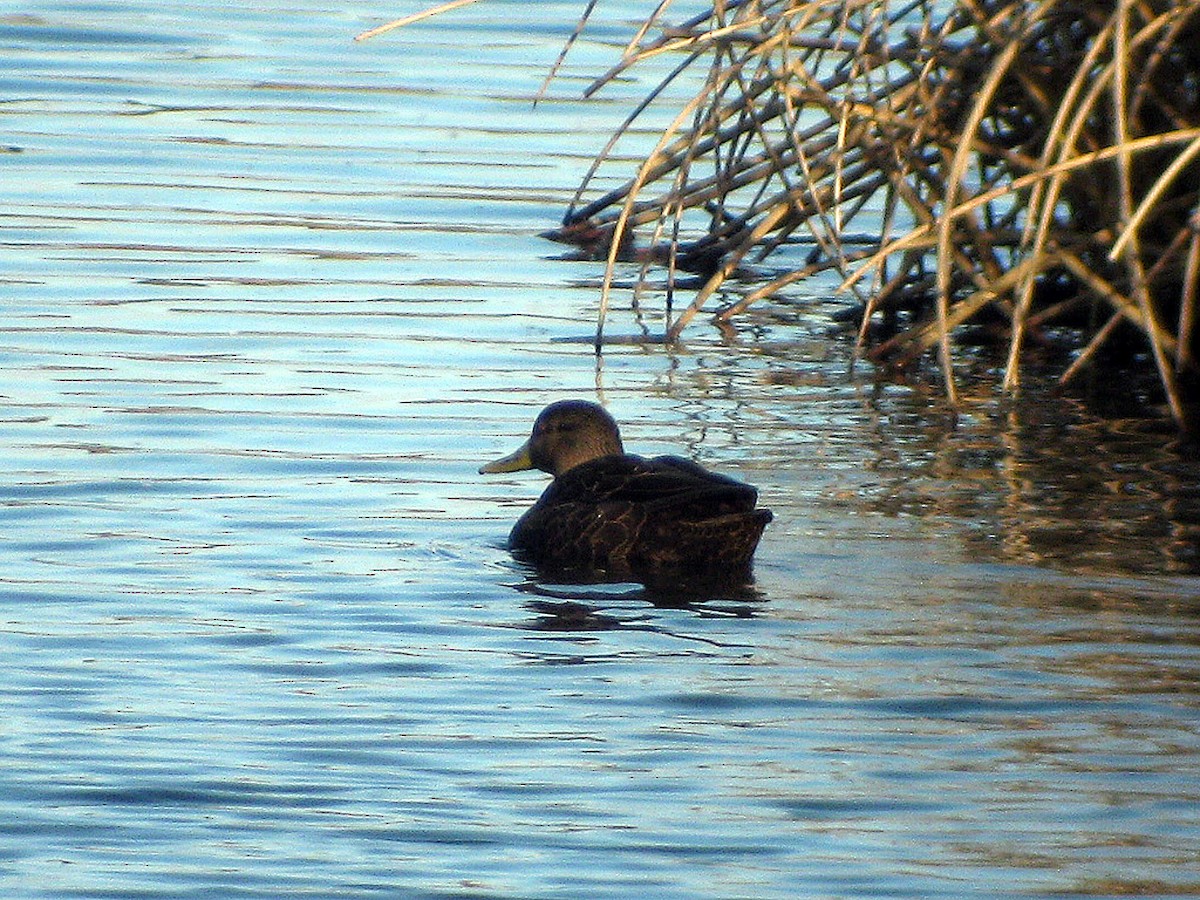 American Black Duck - Antonio Ceballos Barbancho