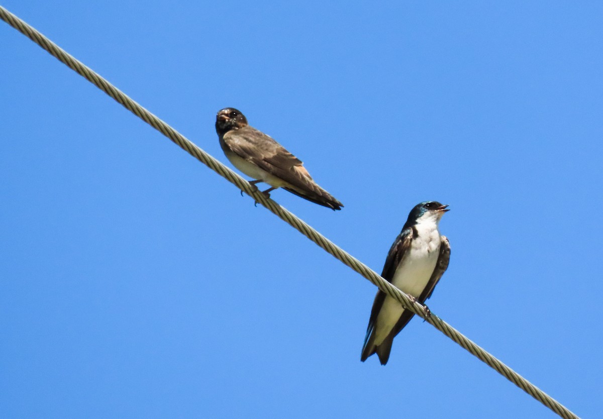 Cliff Swallow - ML252065561