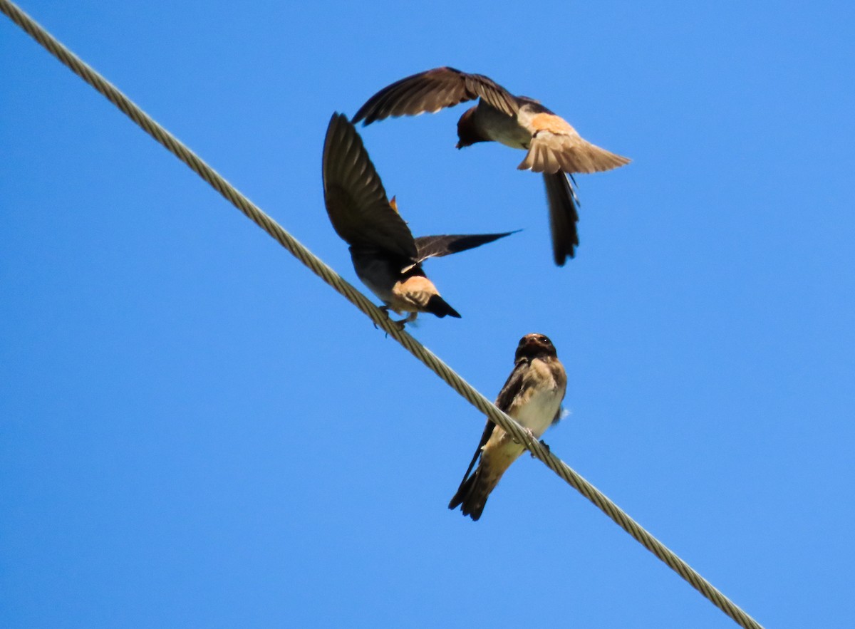 Cliff Swallow - ML252065571
