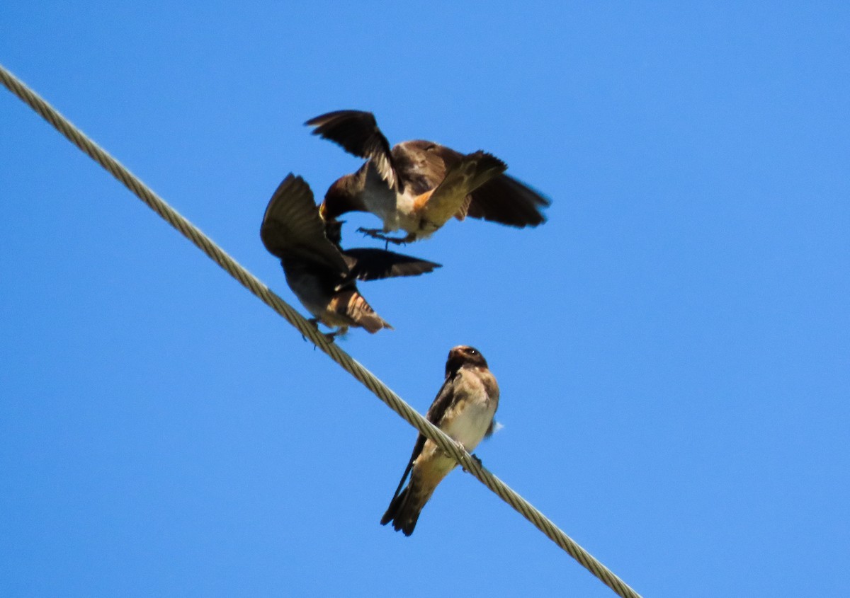 Cliff Swallow - ML252065711