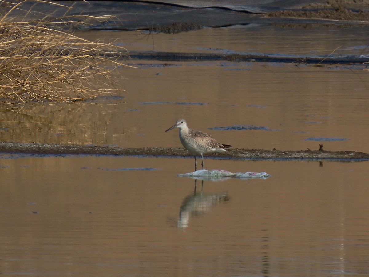 Willet (Western) - ML252065781