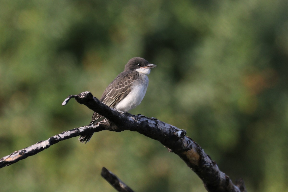 Eastern Kingbird - Chuck Gates