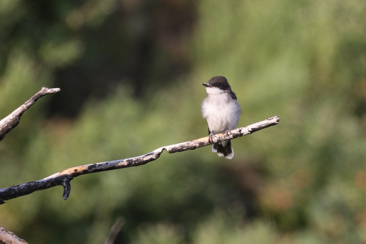 Eastern Kingbird - Chuck Gates