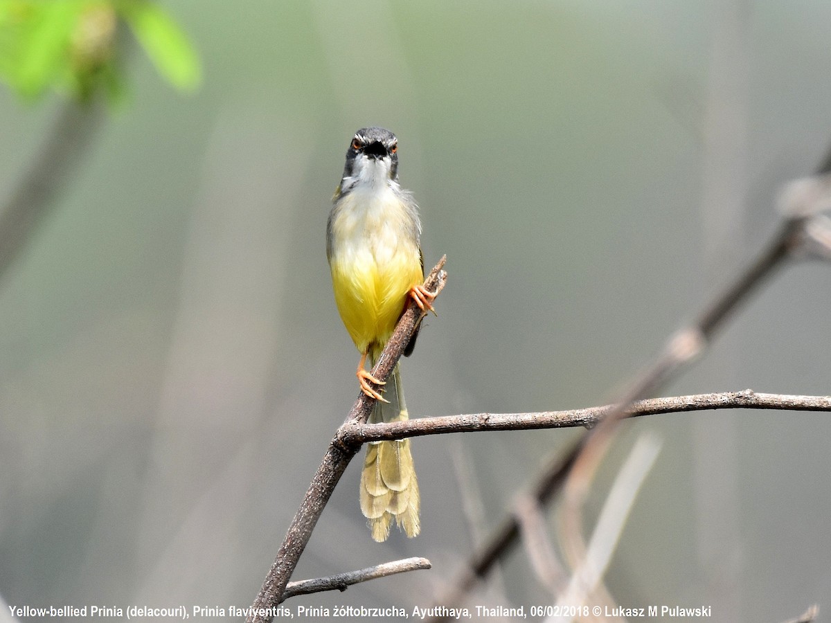 Prinia à ventre jaune (groupe flaviventris) - ML252069451