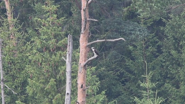 Загасч явлаг - ML252070211