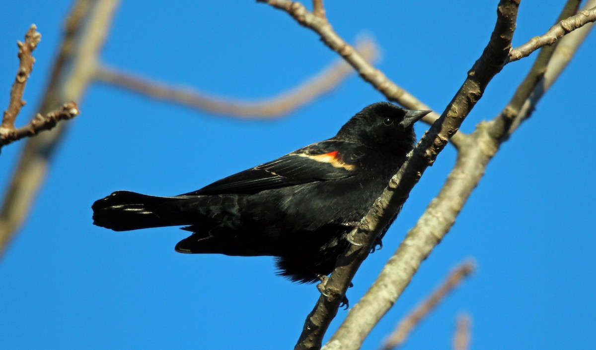 Red-winged Blackbird - Rob & Janice Tartell