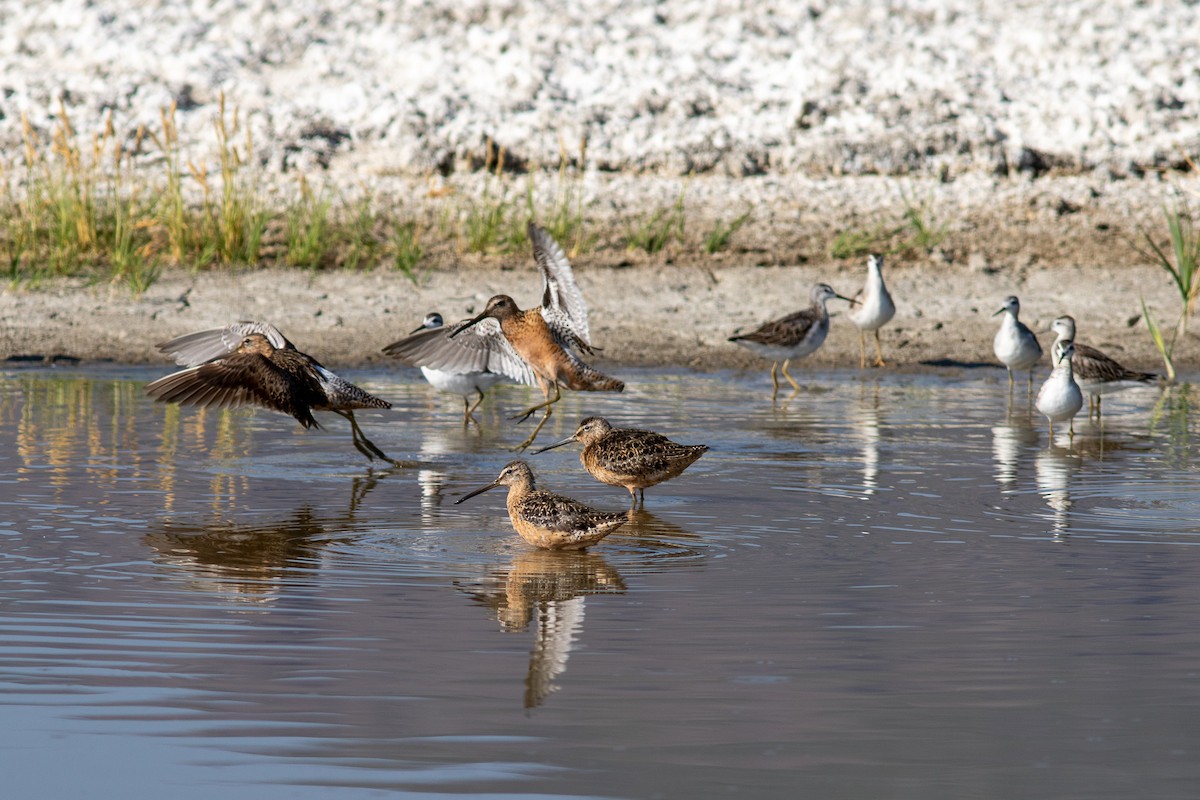 langnebbekkasinsnipe - ML252072421