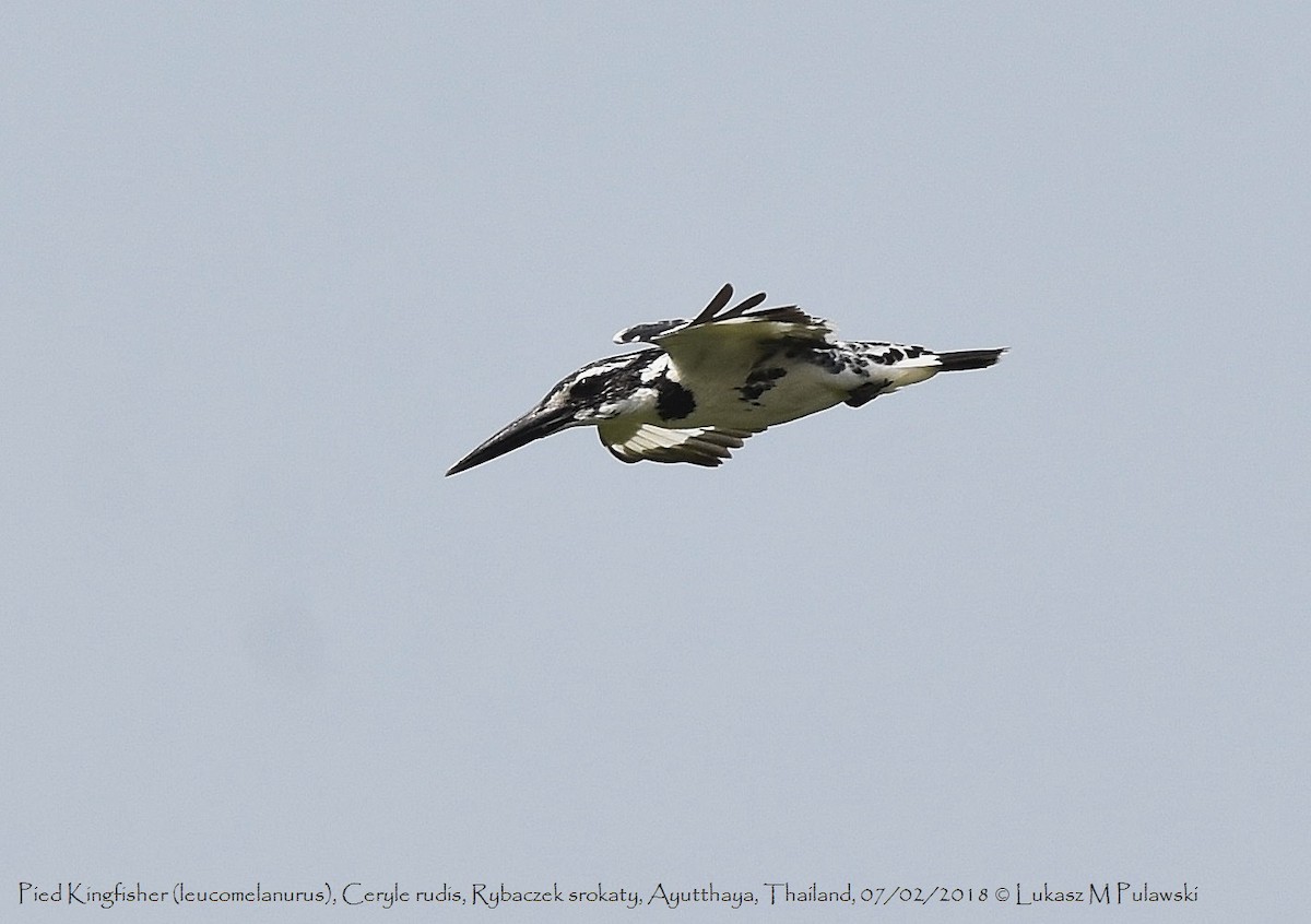 Pied Kingfisher - ML252072881