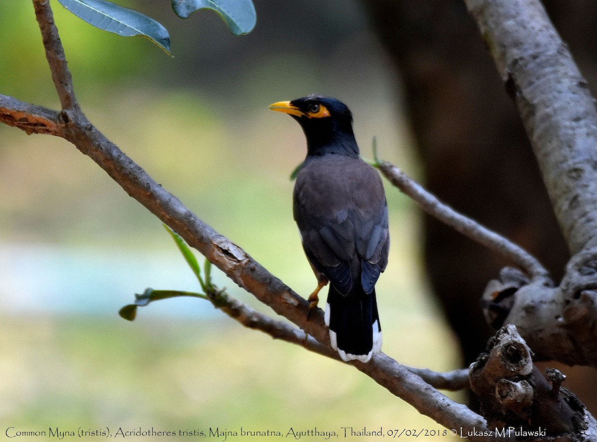 Common Myna - ML252073481