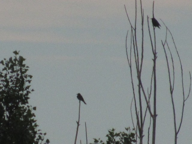 Eastern Kingbird - ML252073651