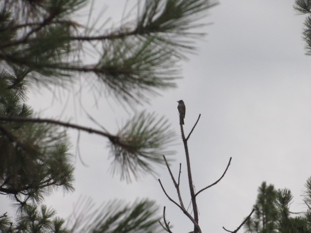 Western Wood-Pewee - Will Merg