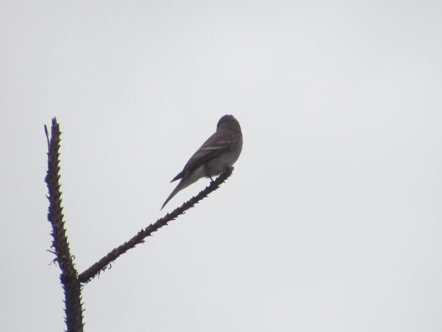 Western Wood-Pewee - Will Merg