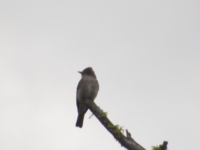 Western Wood-Pewee - ML252077181