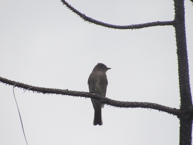 Western Wood-Pewee - Will Merg