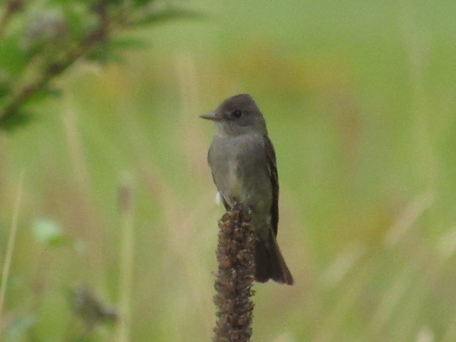 Western Wood-Pewee - Will Merg