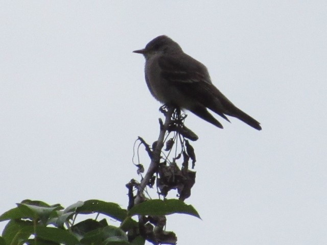 Western Wood-Pewee - ML252078161