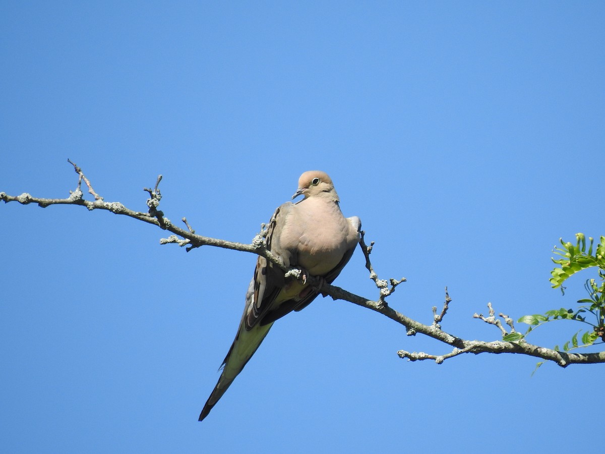 Mourning Dove - ML252079701