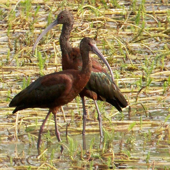 ibis americký - ML252080721