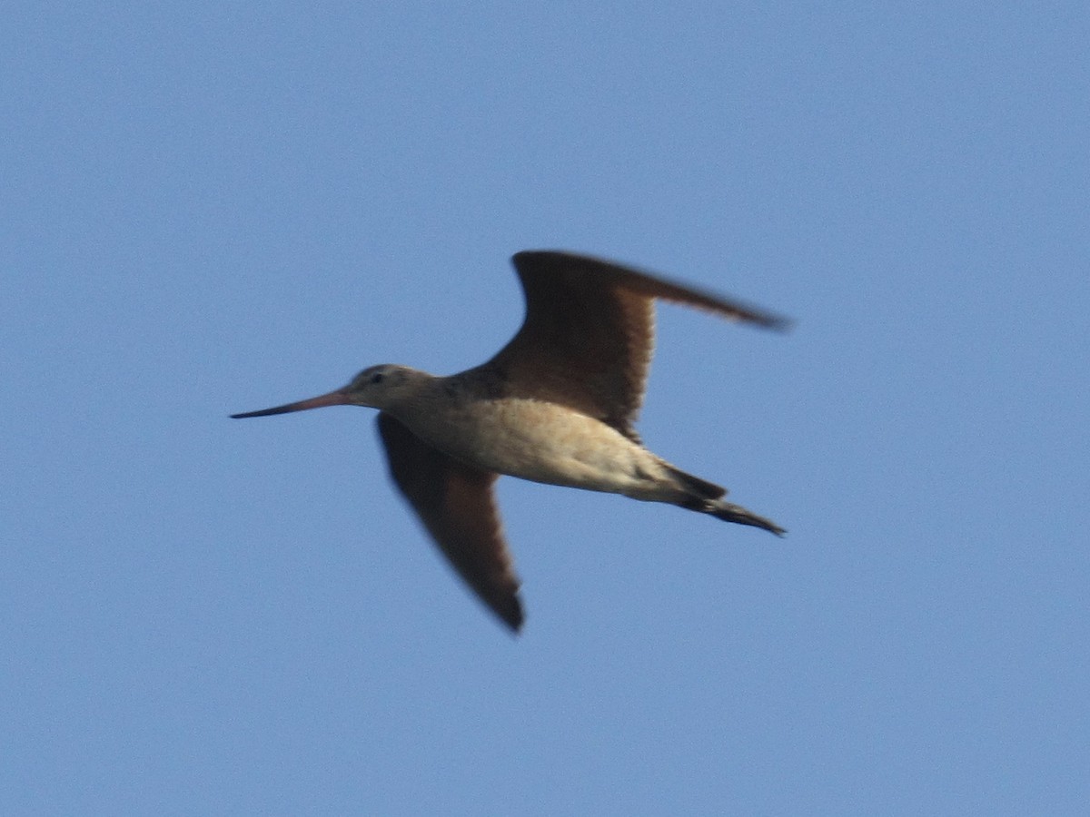 Marbled Godwit - ML252081181