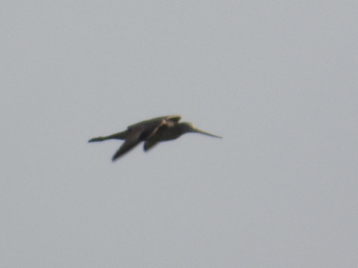 Marbled Godwit - ML252081211