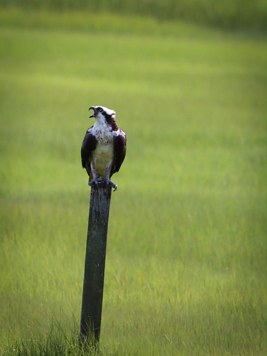 Osprey - ML252084841
